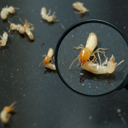 Drywood Termites under a magnifying glass