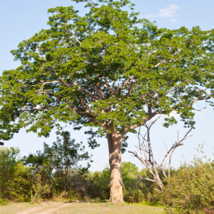 Mahogany tree in Africa
