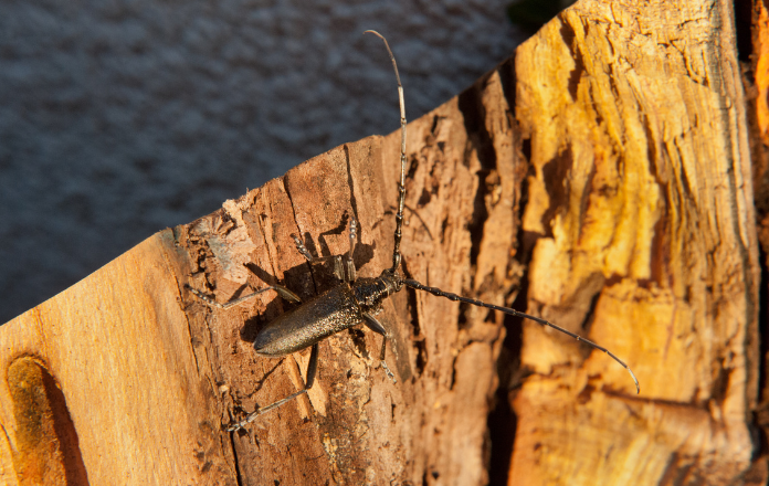 Tackling Wood Borers Identification Treatment And Prevention — Timber Actually