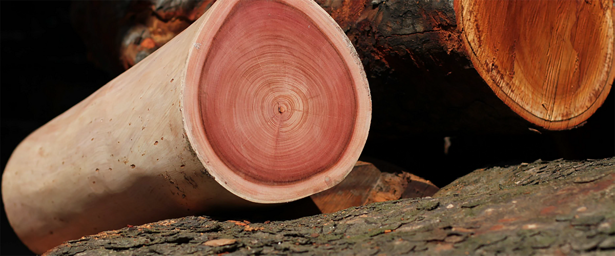 Tree Stump – Timber Actually